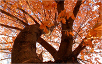 短信轰炸业务网