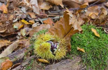 催化业务增长的云呼死你官网